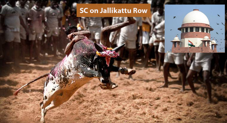 Jallikattu Row: Supreme Court Issues Notice to Tamil Nadu Government on PETA's Plea