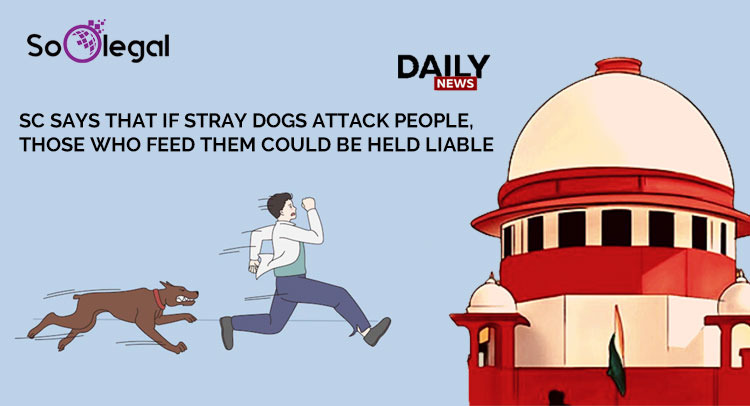 SC SAYS THAT IF STRAY DOGS ATTACK PEOPLE, THOSE WHO FEED THEM COULD BE HELD LIABLE