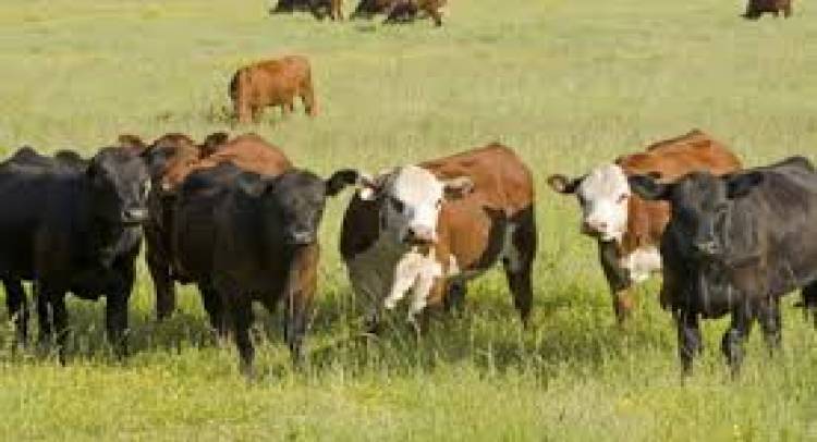 Supreme Court suspended ban on cattle trade through the country