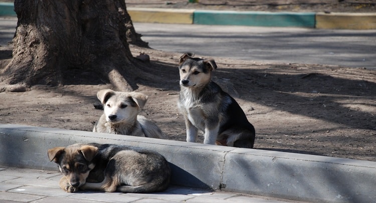 Stray dogs also have a right to live: Supreme Court