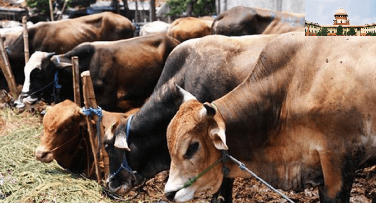 SC issues notice to three states on contempt plea over cow vigilantism