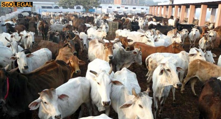 SC directs Center and States to initiate strict actions against Cow vigilantism