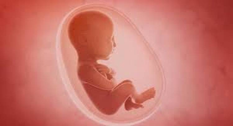 Bombay HC Allows to Abort a baby of 24-Week Foetus of a Surrogate Mother with Consent from Intended Parents