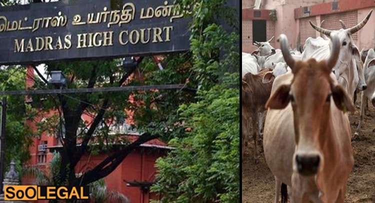 Madras High Court: Stays Centre's notification on slaughter ban for 4 weeks
