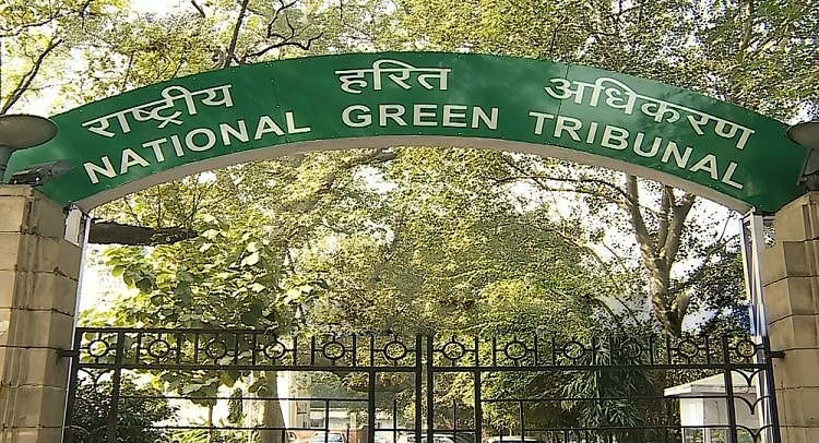 NGT asks panel to file report on 'illegal' tree felling