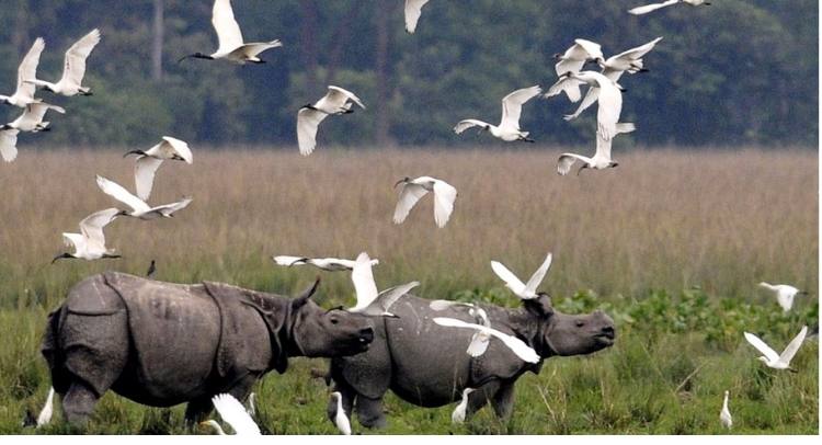 NO CONSTRUCTION IN ANIMAL CORRIDORS; BAN ON MINING AND RELATED ACTIVITIES ALONG KAZIRANGA NATIONAL PARK AREA: Supreme Court