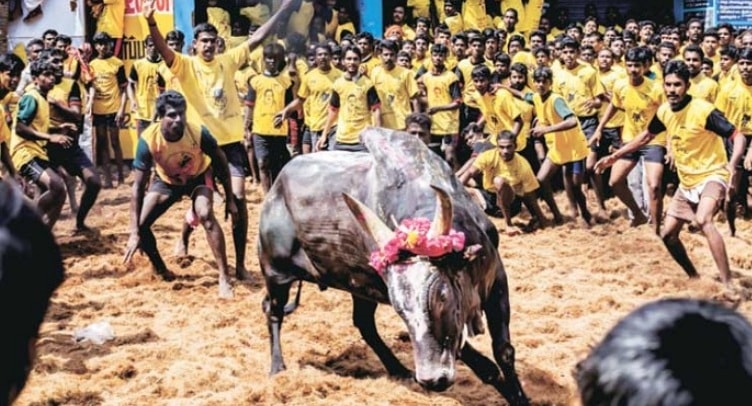 Animal Welfare Board of India and other animal rights  challenge new TN law on Jallikattu in SC
